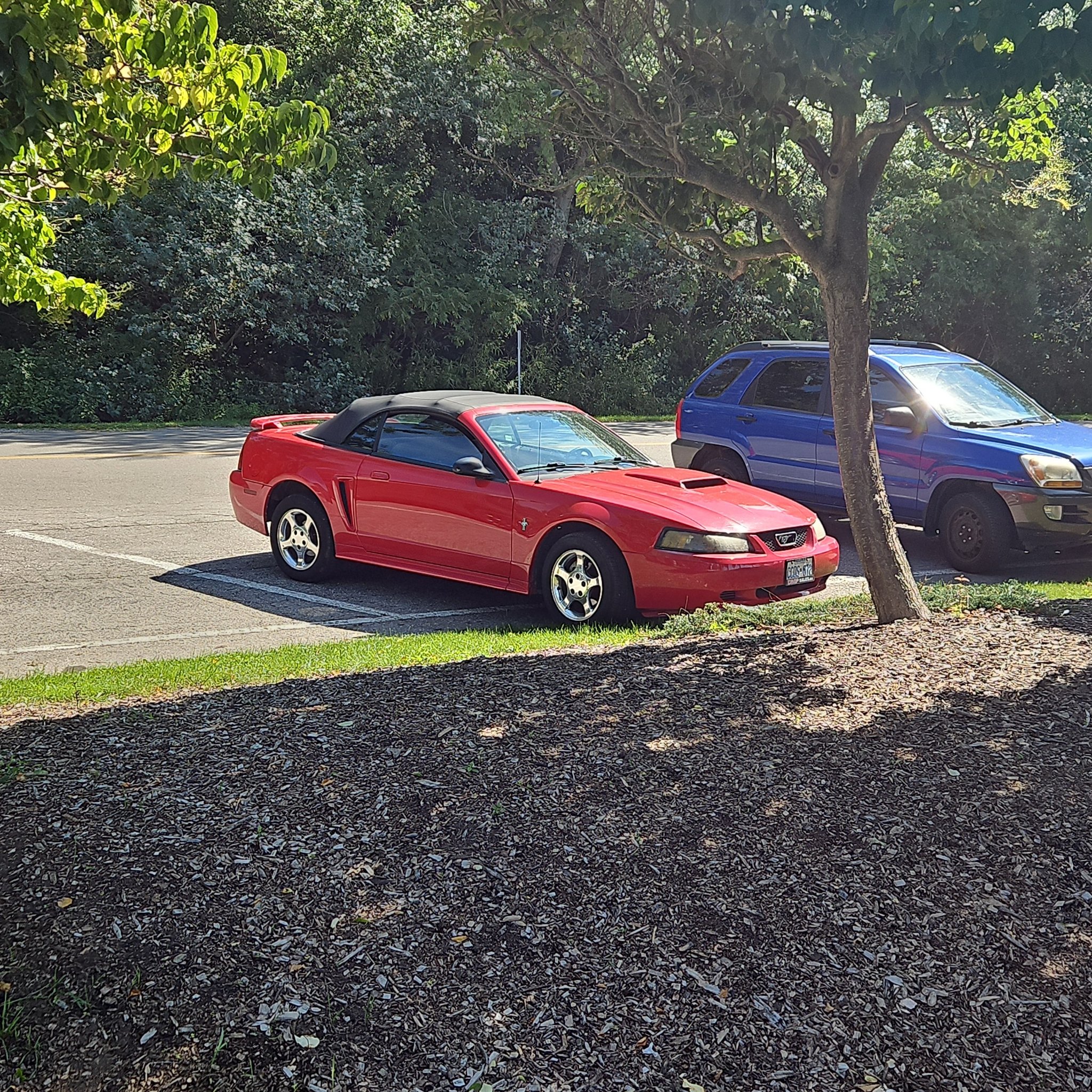 1994 Ford Mustang (SN95) Convertible